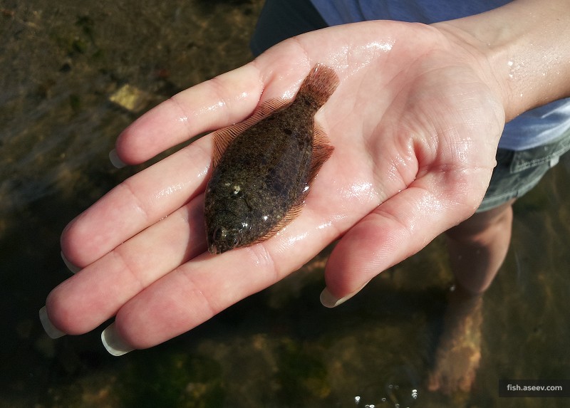 Pseudopleuronectes americanus