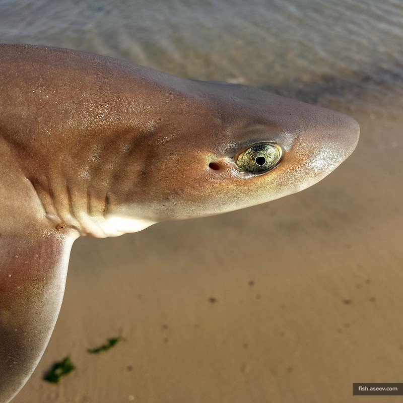 Mustelus canis