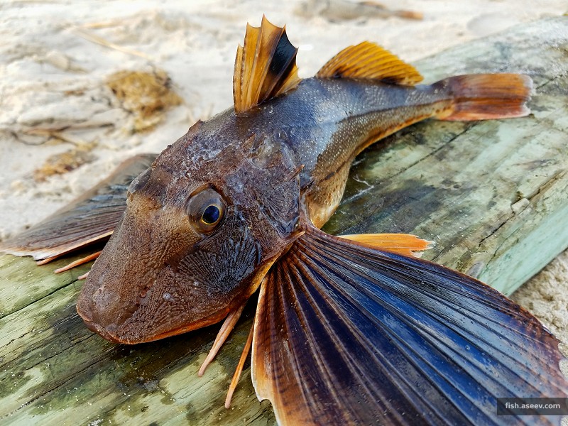 Prionotus Evolans
