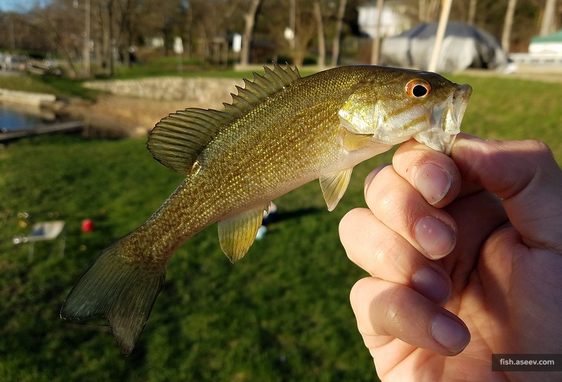 Micropterus dolomieu
