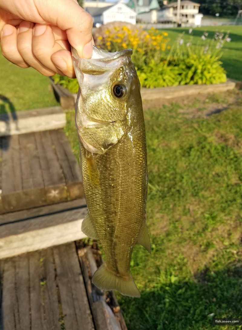 Micropterus salmoides