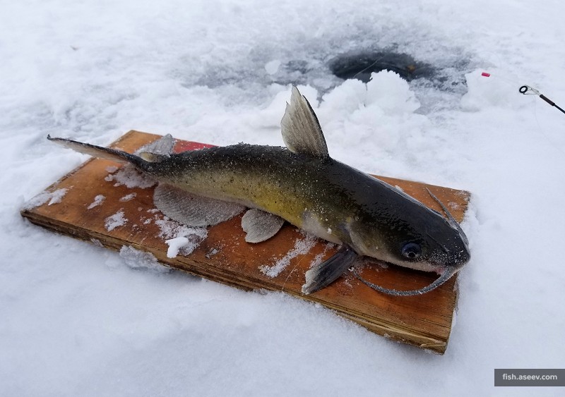 Ictalurus punctatus