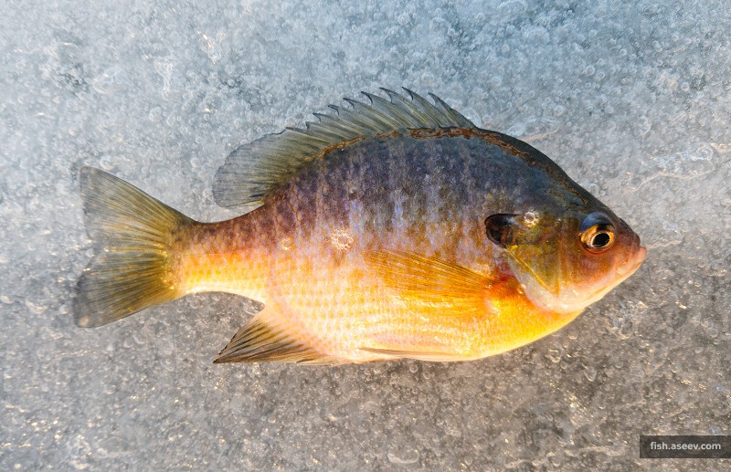 Lepomis macrochirus
