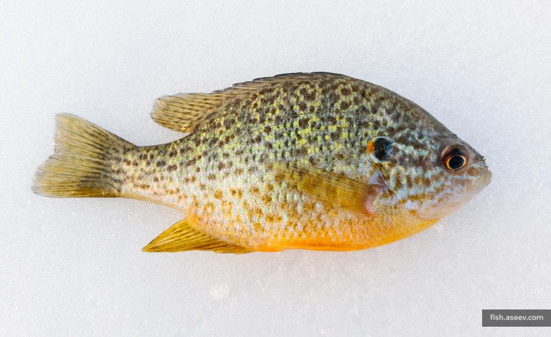 Lepomis gibbosus
