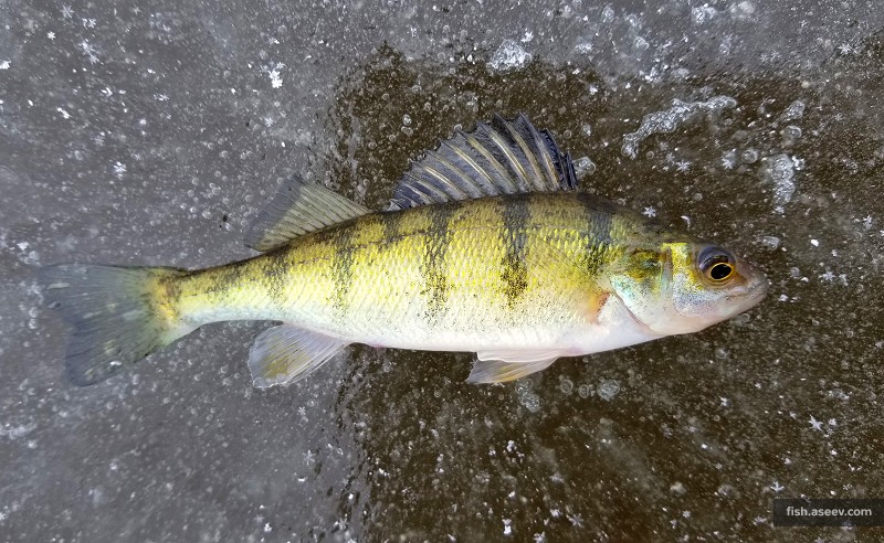 Perca flavescens