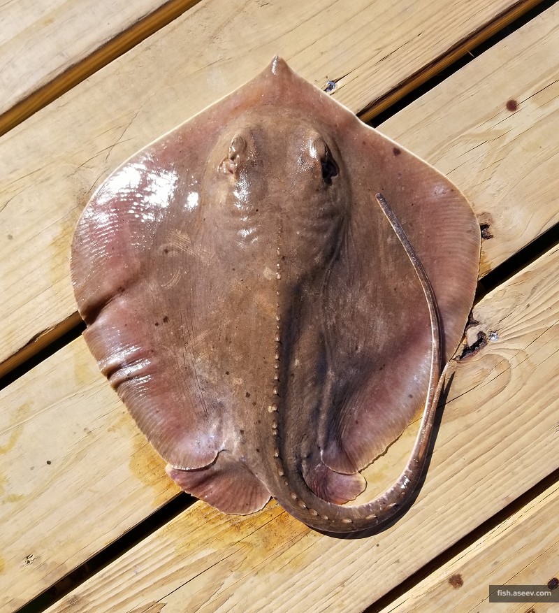 Dasyatis sabina