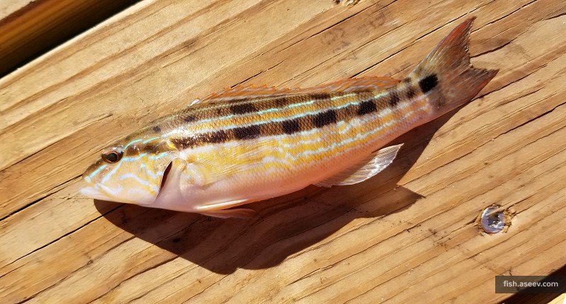 Diplectrum bivittatum