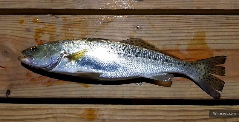 Cynoscion nebulosus