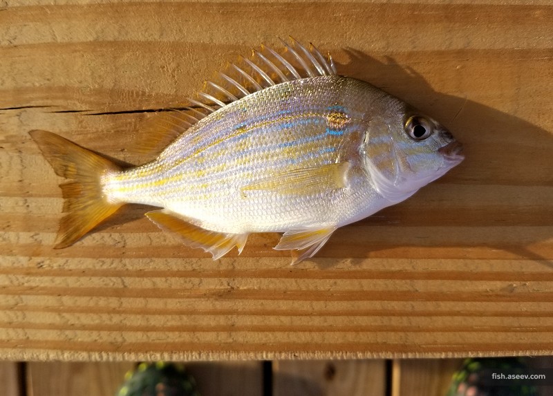 Lagodon rhomboides