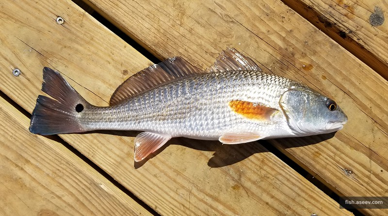 Sciaenops ocellatus