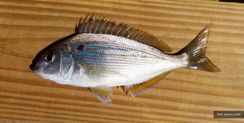 Lagodon rhomboides