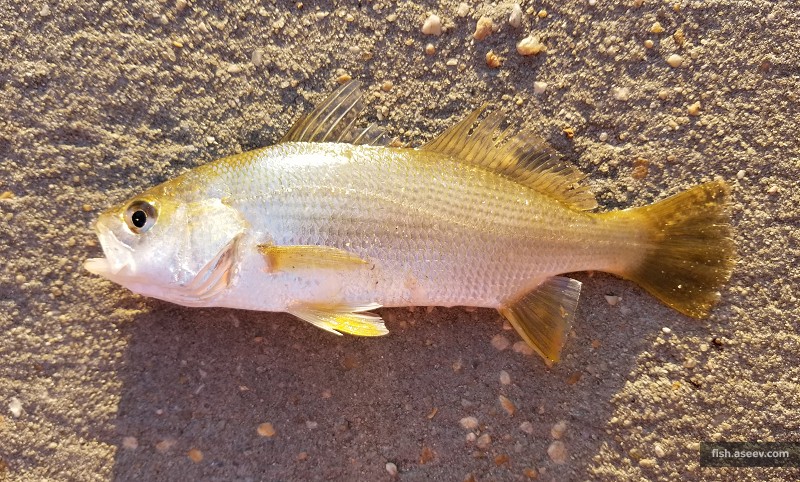 Bairdiella chrysoura
