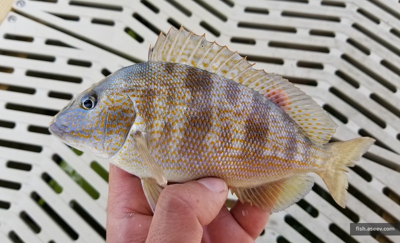 Orthopristis chrysoptera