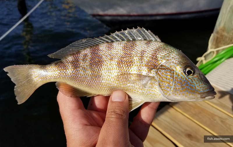 Orthopristis chrysoptera