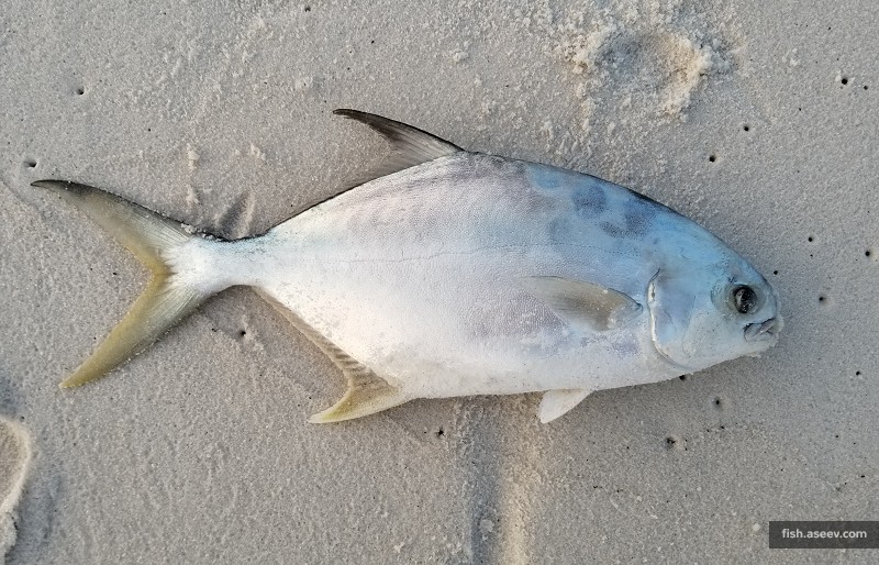 Trachinotus carolinus