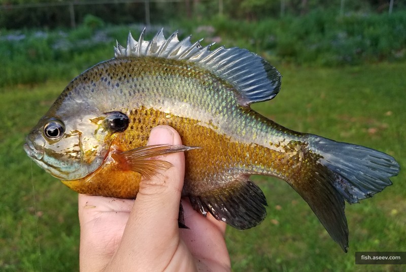 Lepomis macrochirus