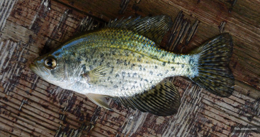 Pomoxis nigromaculatus