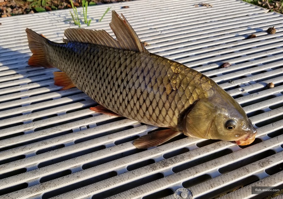 Cyprinus carpio