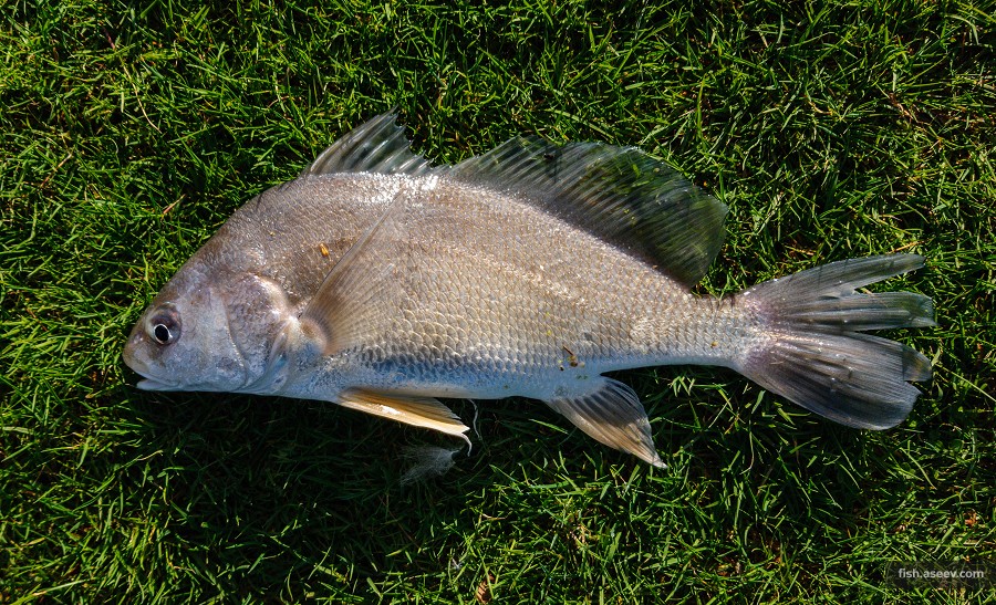 Aplodinotus grunniens