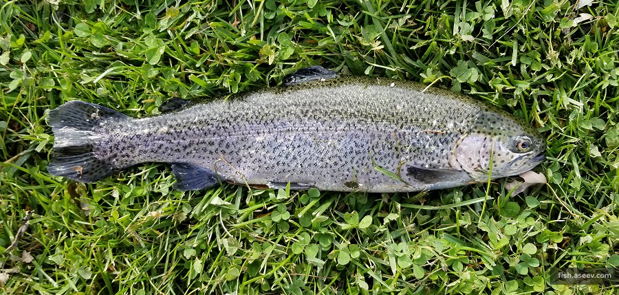 Oncorhynchus mykiss