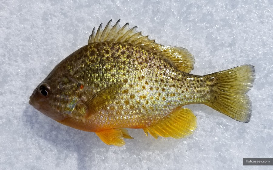 Lepomis gibbosus