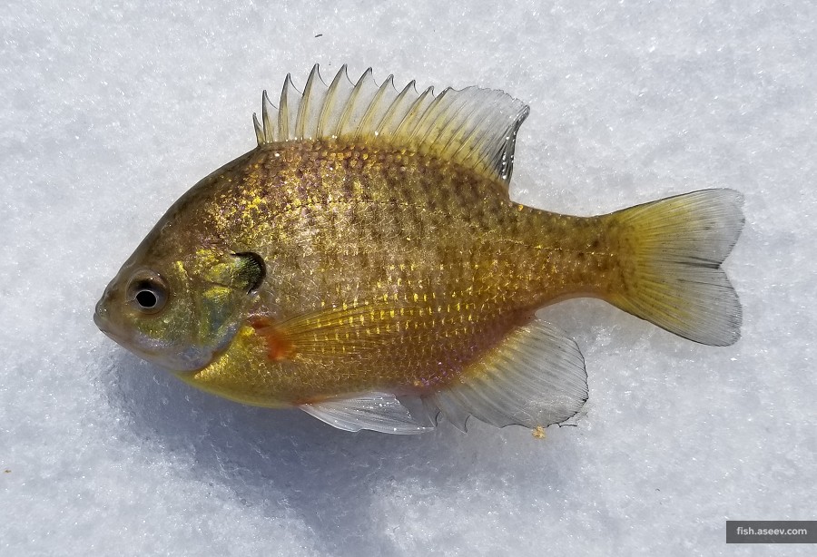 Lepomis macrochirus