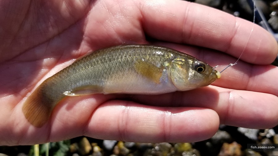 Fundulus heteroclitus