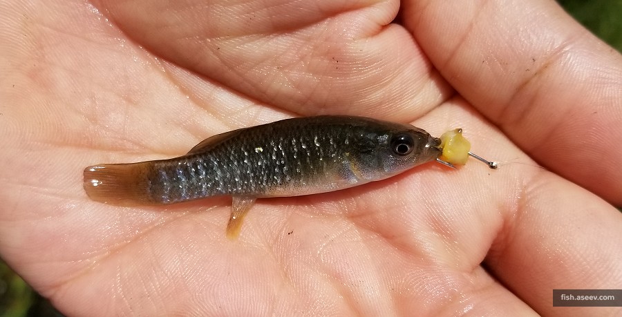 Fundulus heteroclitus