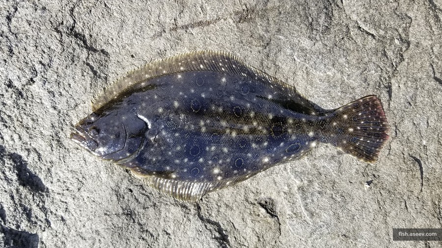 Paralichthys dentatus