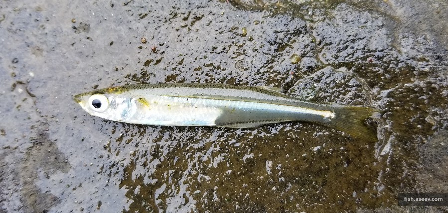 Menidia menidia
