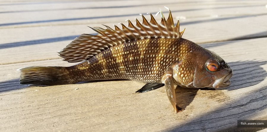 Centropristis striata