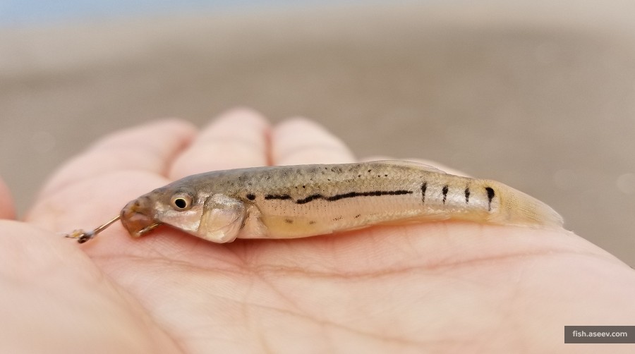 Fundulus majalis