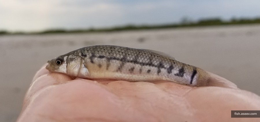 Fundulus majalis