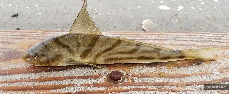 Menticirrhus saxatilis