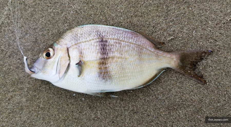 Stenotomus chrysops