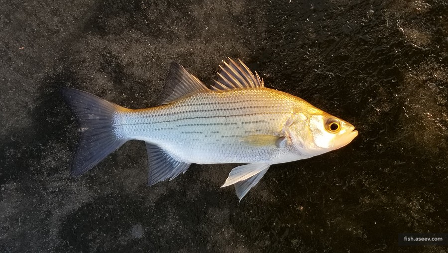 Morone chrysops