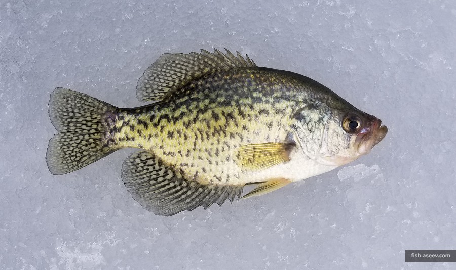Pomoxis nigromaculatus