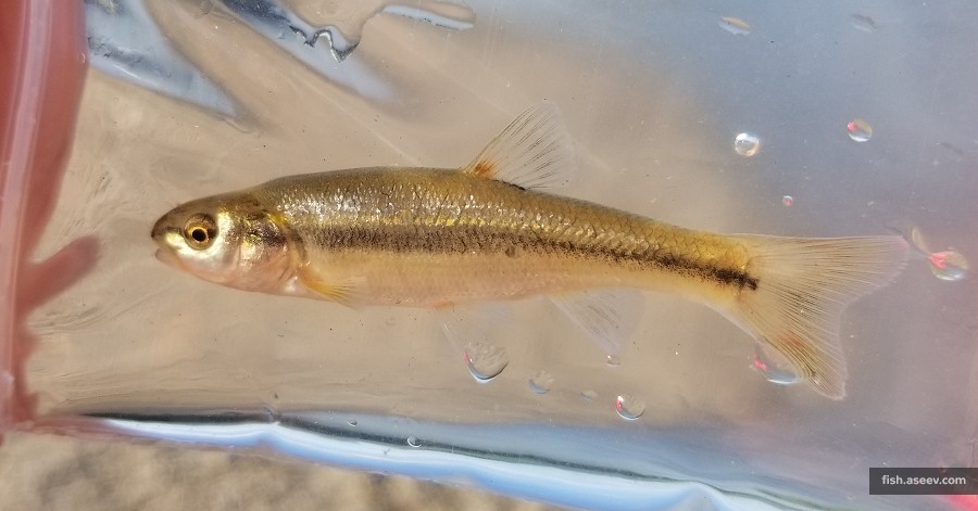 Semotilus atromaculatus
