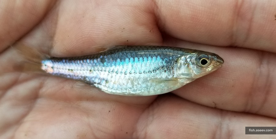 Notropis stramineus