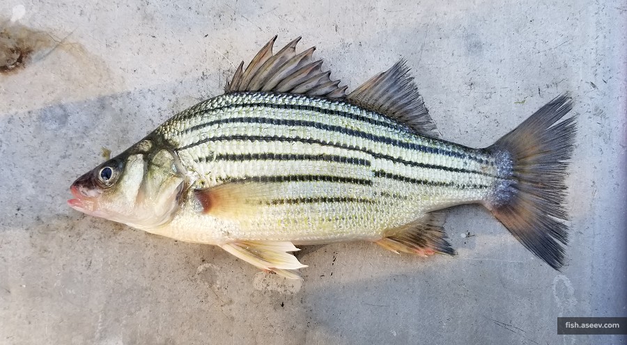 Morone mississippiensis