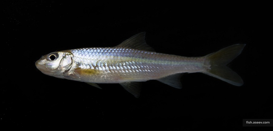Macrhybopsis storeriana
