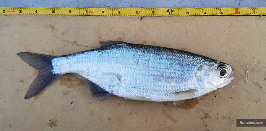 Hiodon tergisus