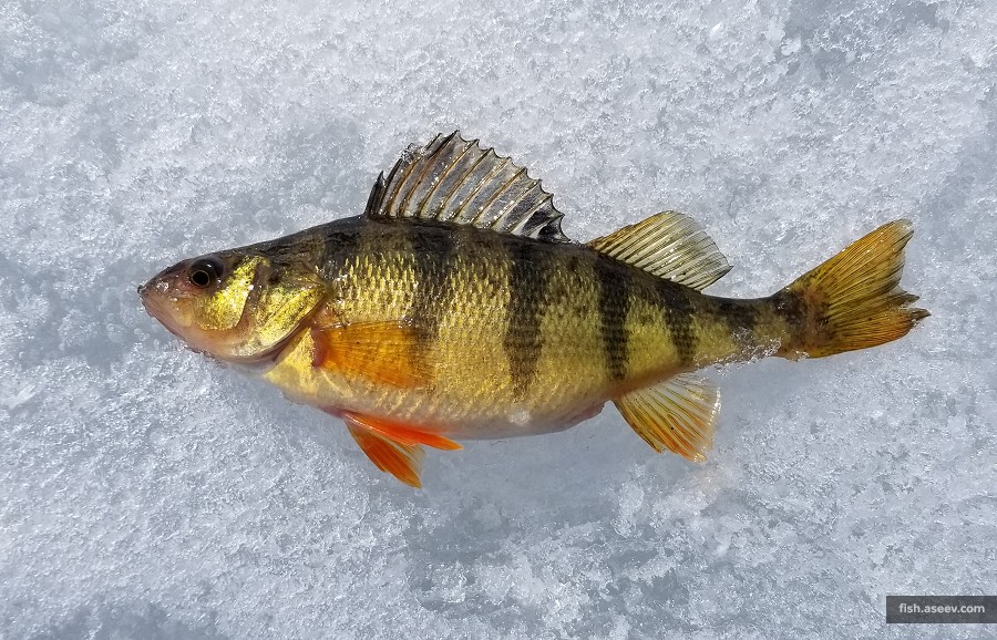 Perca flavescens