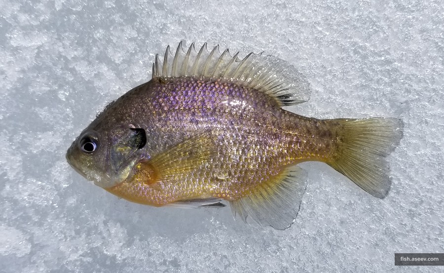 Lepomis macrochirus