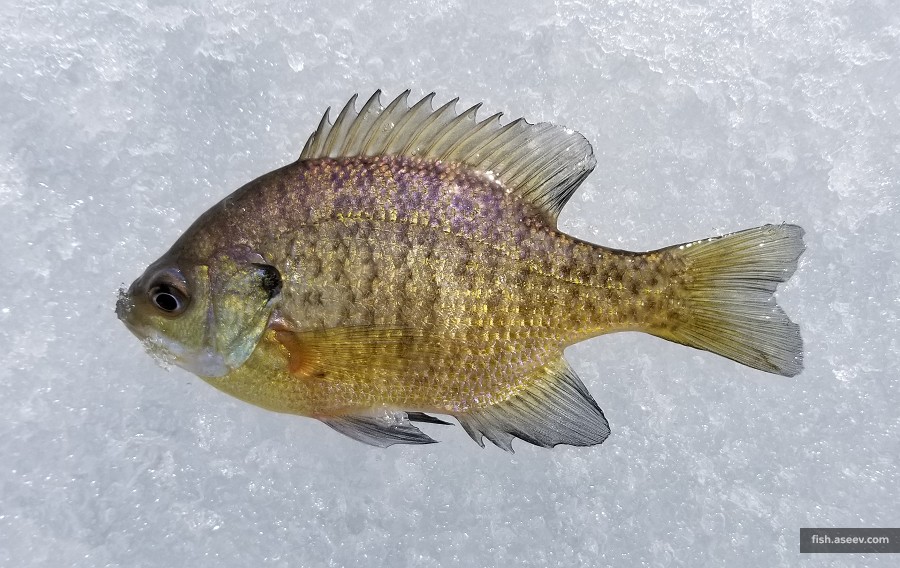 Lepomis macrochirus