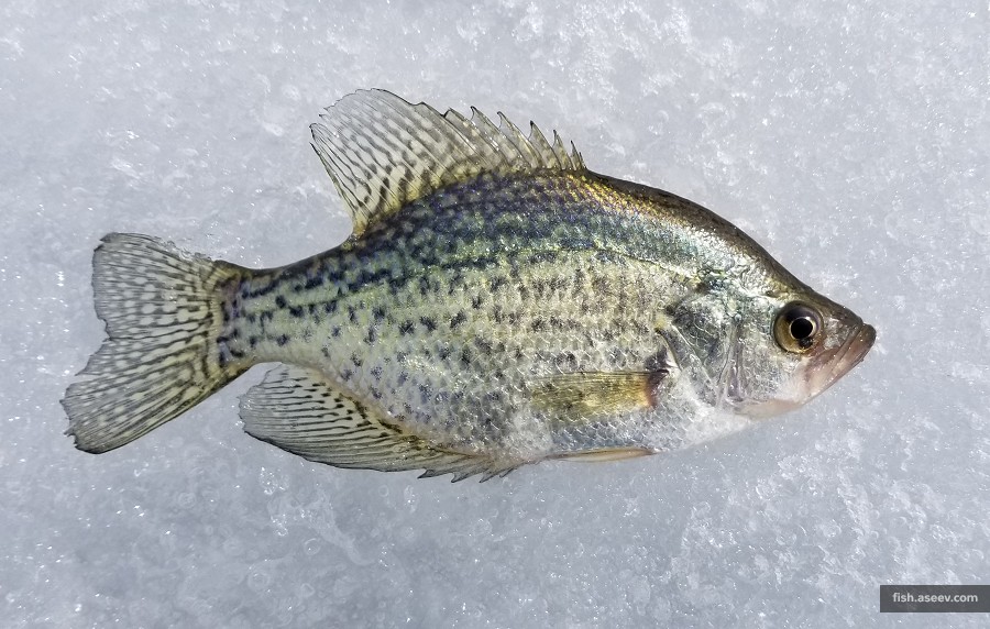Pomoxis nigromaculatus