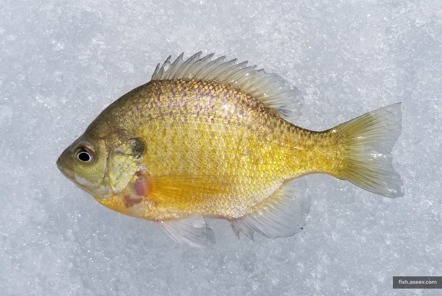 Lepomis macrochirus
