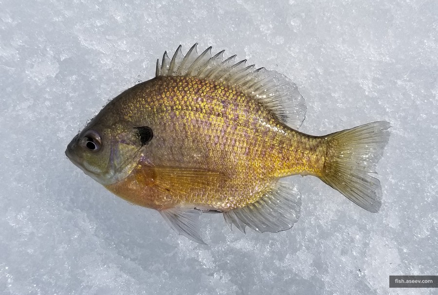 Lepomis macrochirus