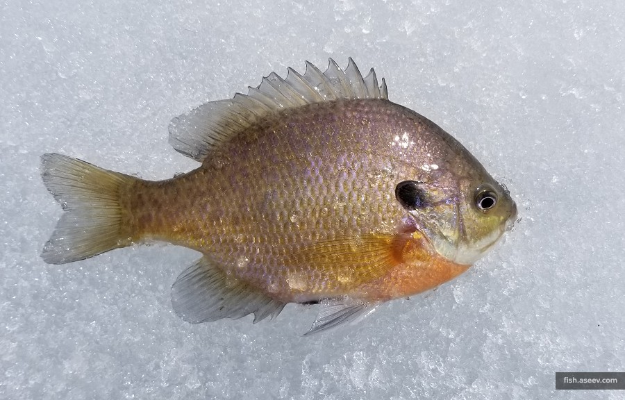 Lepomis macrochirus