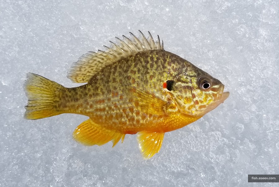 Lepomis gibbosus